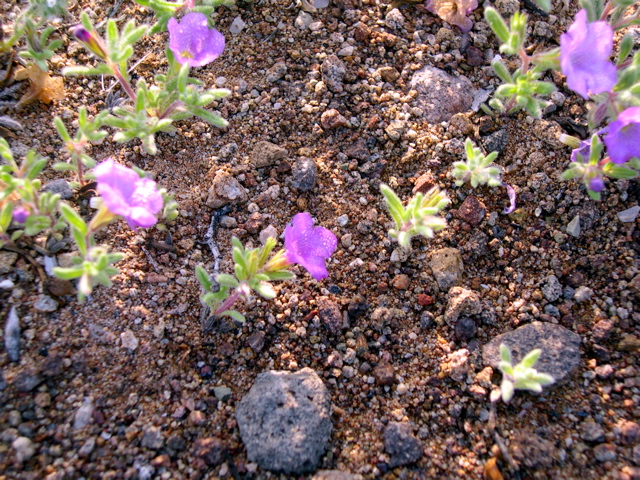 DSCN1462.JPG