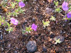 DSCN1462.JPG